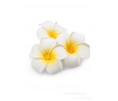 3ks dekorativní květ, plumeria alba